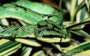 chrestysovec--trimeresurus-trigonocephalus-1-1-.jpg