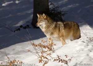 vlk-obecny-5_3681-1-.jpg