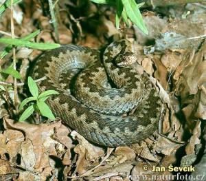 zmije-obecna--vipera-berus-1-.jpg